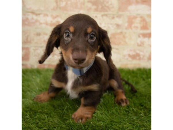 Dachshund DOG Male Chocolate / Tan 7851 Petland Athens, OH