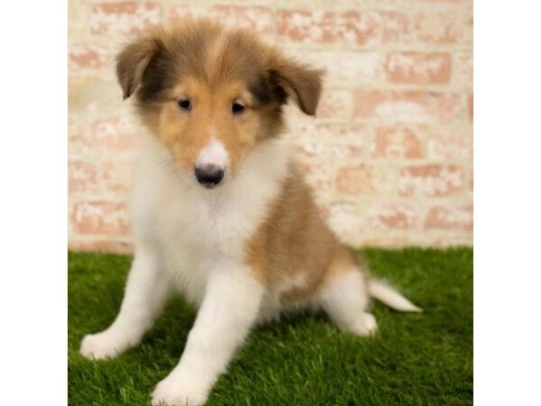 Collie DOG Female Sable / White 7849 Petland Athens, OH