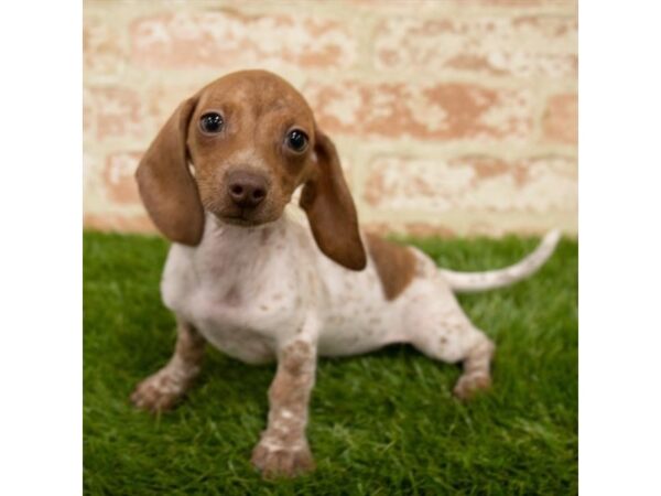 Dachshund DOG Female Red 7850 Petland Athens, OH