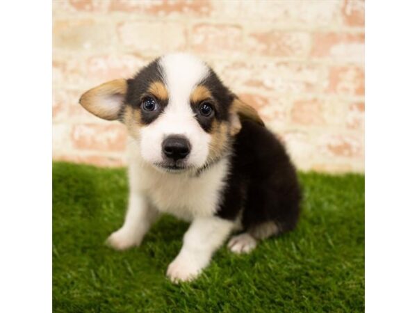 Pembroke Welsh Corgi DOG Male Black White / Tan 7853 Petland Athens, OH