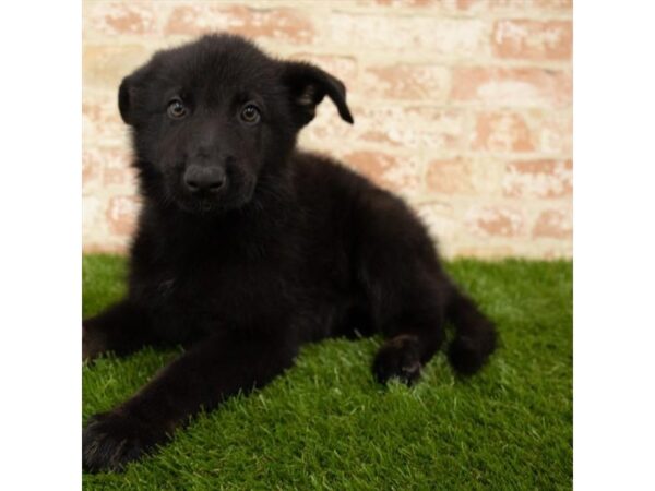 German Shepherd Dog DOG Male Black 7856 Petland Athens, OH