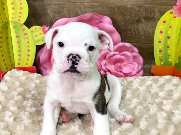 English Bulldog-DOG-Male--7841-Petland Athens, OH