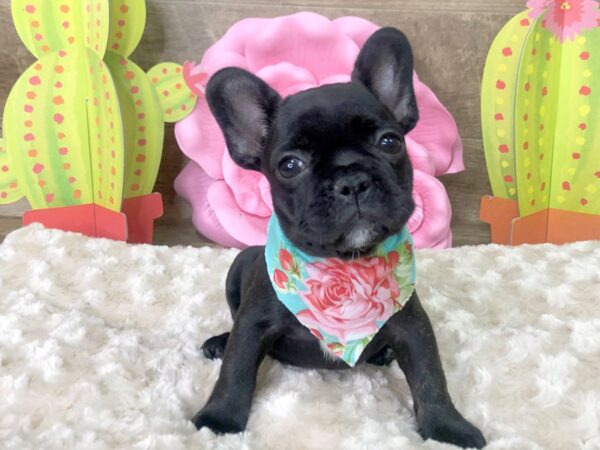 French Bulldog-DOG-Female-Brindle-7840-Petland Athens, OH