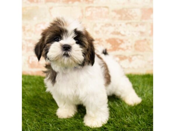 Shih Tzu-DOG-Female-Gold / White-7859-Petland Athens, OH