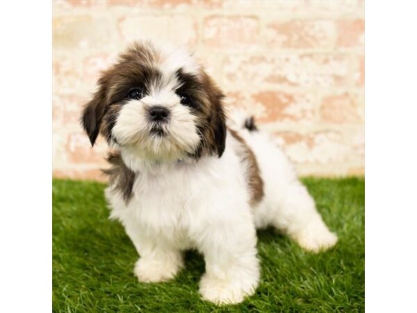 Shih Tzu DOG Female Gold / White 7859 Petland Athens, OH