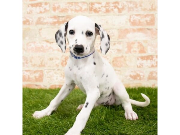 Dalmatian DOG Female White 7857 Petland Athens, OH