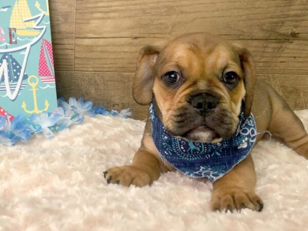 Bull Puggle DOG Male FAWN 7831 Petland Athens, OH