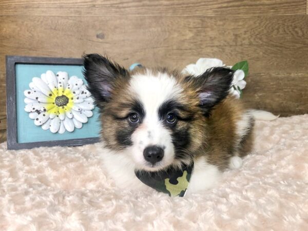 Aussie Mo-DOG-Male-Brown & White-7862-Petland Athens, OH