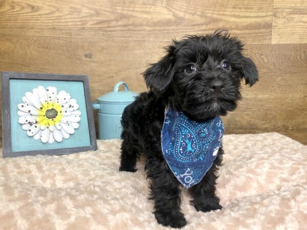 Yorkie Poo DOG Male BLK 7863 Petland Athens, OH