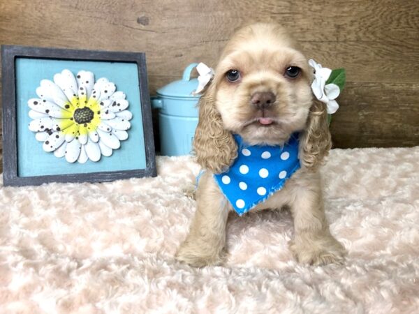 Cocker Spaniel DOG Female BUFF 7864 Petland Athens, OH