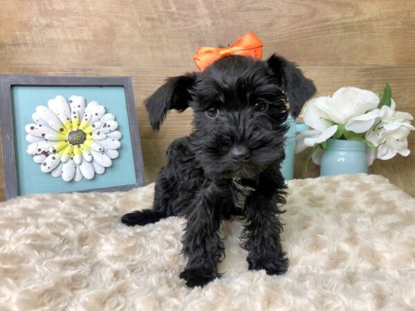 Mini Schnauzer DOG Female Black 7866 Petland Athens, OH