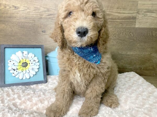 Goldendoodle DOG Male Apricot 7861 Petland Athens, OH