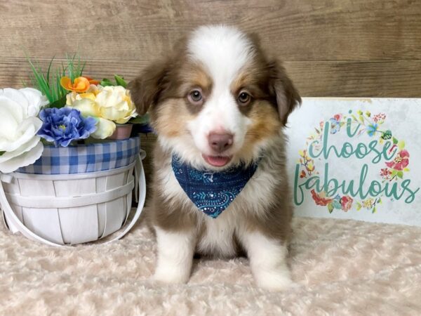 Mini Aussie-DOG-Male-RED TRI-7874-Petland Athens, OH