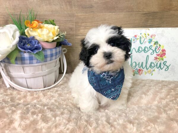 Teddy Bear DOG Male BLK WHITE 7873 Petland Athens, OH