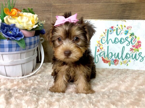 Yorkshire Terrier DOG Female CHOC TAN 7872 Petland Athens, OH