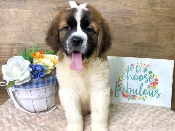 Saint Bernard DOG Female Sable & White 7871 Petland Athens, OH