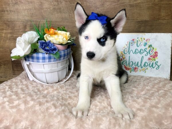 Siberian Husky DOG Female Black White 7870 Petland Athens, OH