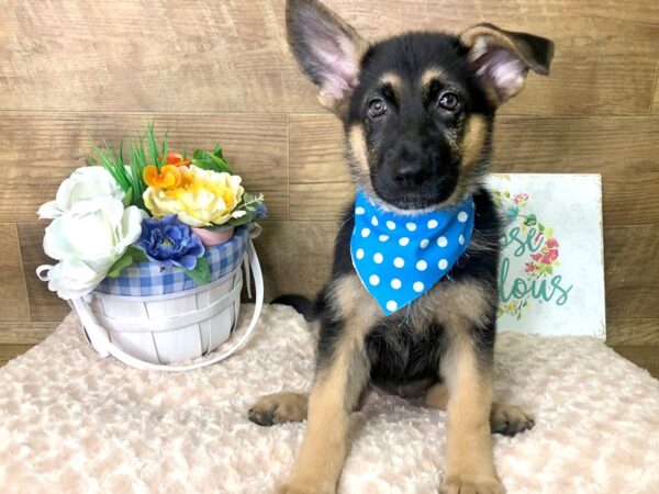 German Shepherd-DOG-Female-Sable-7869-Petland Athens, OH