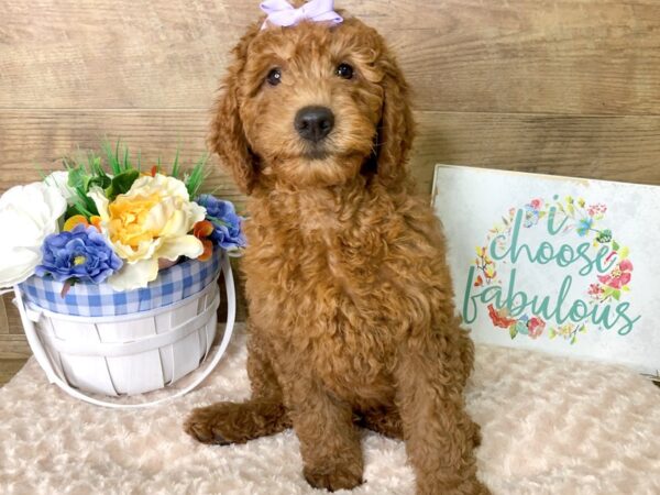 Goldendoodle DOG Female golden 7868 Petland Athens, OH