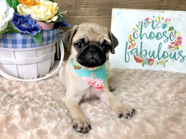 Pug DOG Female FAWN 7867 Petland Athens, OH