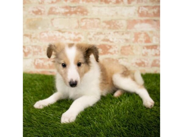 Shetland Sheepdog-DOG-Male-Merle-7877-Petland Athens, OH