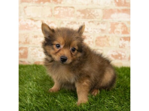 Pomeranian DOG Male Red Sable 7875 Petland Athens, OH