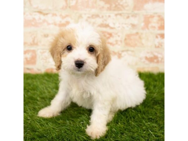 Poodle DOG Female Apricot 7876 Petland Athens, OH