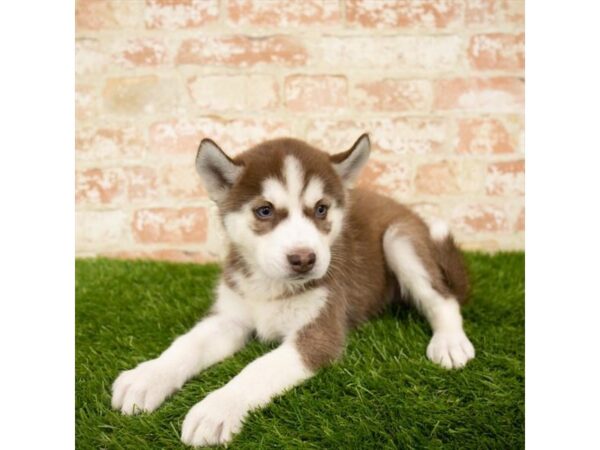 Siberian Husky DOG Female Red / White 7878 Petland Athens, OH