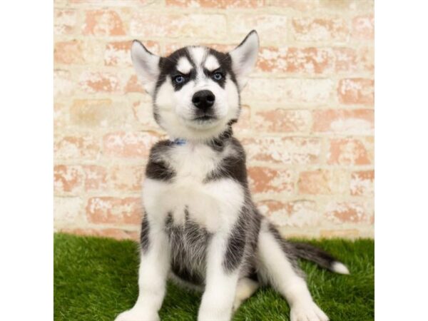 Siberian Husky DOG Male Black / White 7879 Petland Athens, OH