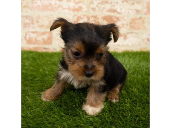 Yorkshire Terrier DOG Male Black / Tan 7880 Petland Athens, OH