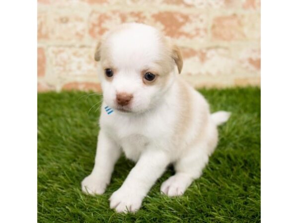 Chihuahua DOG Female Fawn 7890 Petland Athens, OH