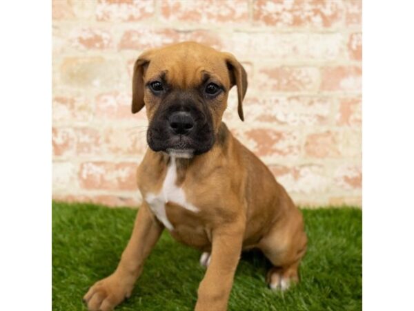 Boxer DOG Female Fawn 7889 Petland Athens, OH