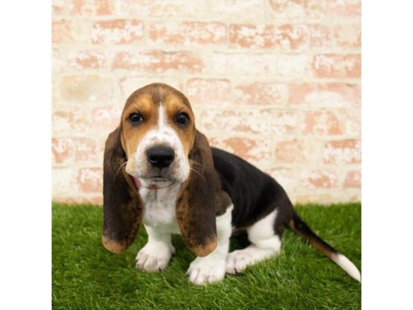 Basset Hound DOG Male Black White / Tan 7888 Petland Athens, OH