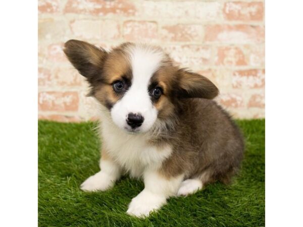 Pembroke Welsh Corgi DOG Female Sable / White 7891 Petland Athens, OH