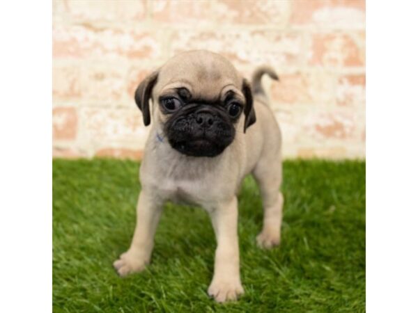 Pug DOG Male Fawn 7892 Petland Athens, OH