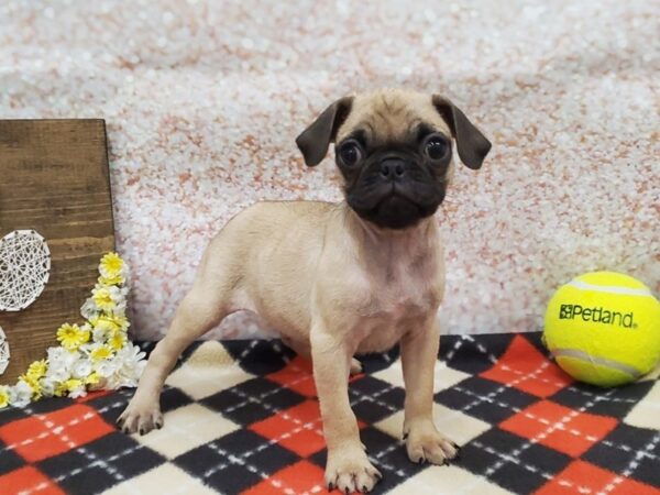 Pug DOG Male Fawn 7917 Petland Athens, OH