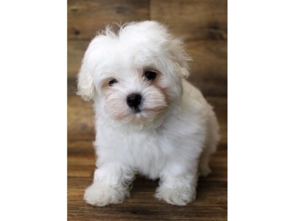 Maltese DOG Male White 7893 Petland Athens, OH