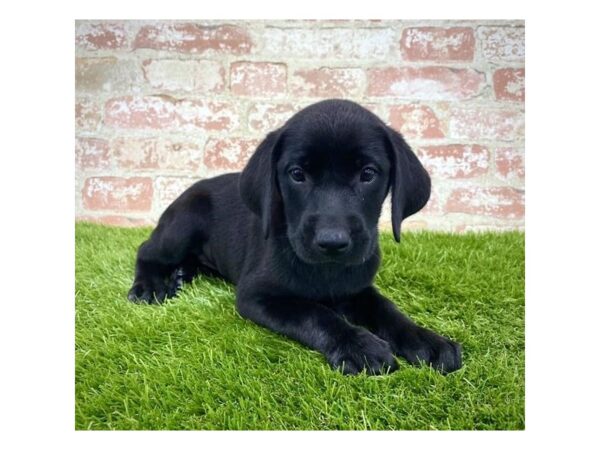 Labrador Retriever DOG Female Black 7903 Petland Athens, OH