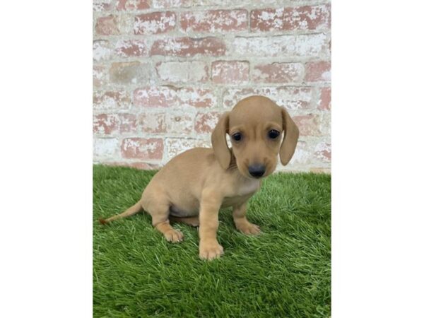 Dachshund DOG Female Red 7901 Petland Athens, OH