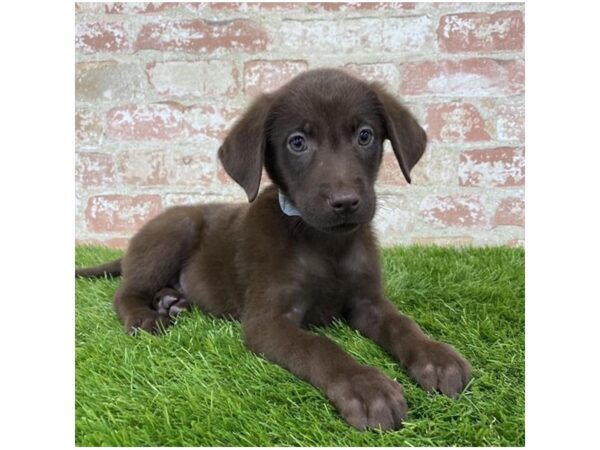 Labrador Retriever DOG Female Chocolate 7902 Petland Athens, OH