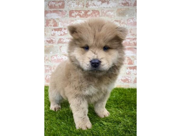 Chow Chow-DOG-Female-Cinnamon-7899-Petland Athens, OH