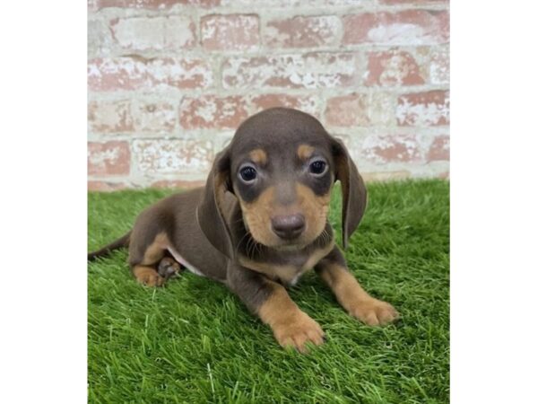 Dachshund DOG Male Chocolate / Tan 7900 Petland Athens, OH