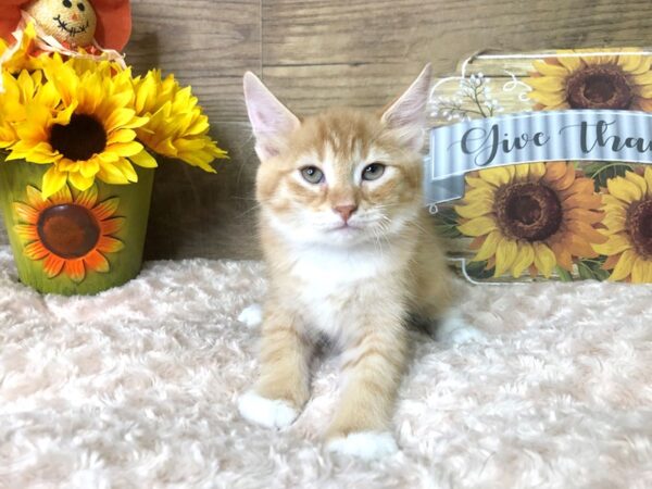 American Shorthair CAT Male Orange 7881 Petland Athens, OH