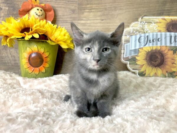 American Shorthair-CAT-Female-Calico-7882-Petland Athens, OH