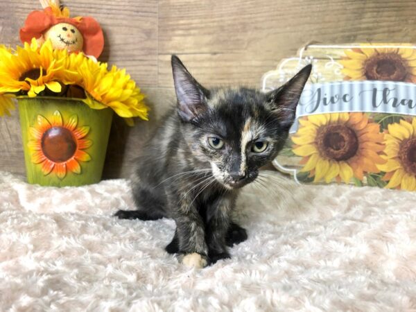 American Shorthair CAT Female Calico 7883 Petland Athens, OH