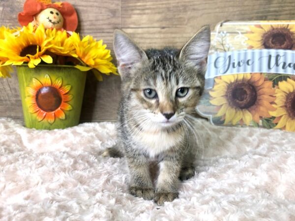 American Shorthair CAT Female Tabby 7884 Petland Athens, OH