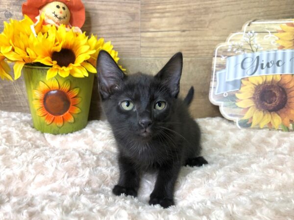 American Shorthair-CAT-Female-Black-7885-Petland Athens, OH