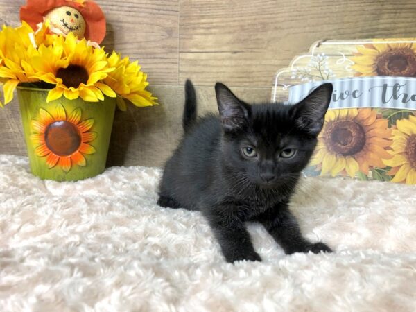 American Shorthair-CAT-Female-Black-7886-Petland Athens, OH