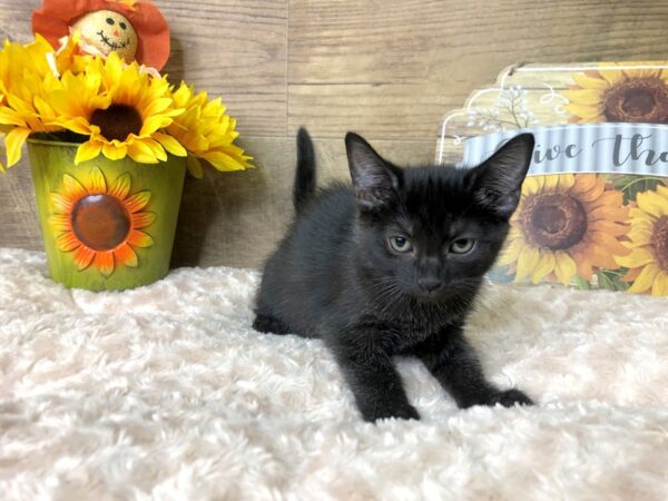 American Shorthair CAT Female Black 7886 Petland Athens, OH