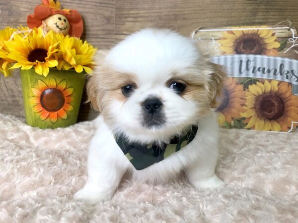 Pekingese DOG Male wht&crm 7896 Petland Athens, OH